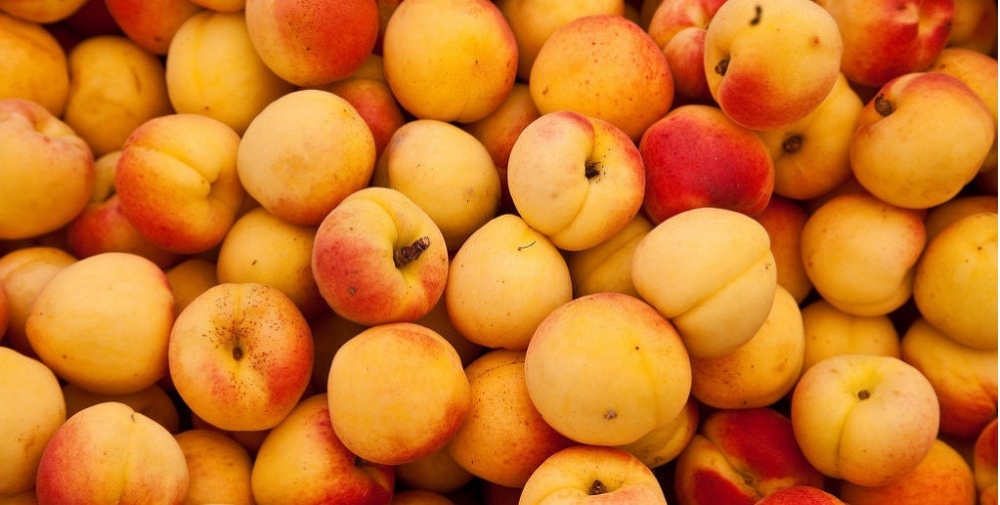 В Оренбургской области пресечен незаконный ввоз абрикосов из Кыргызстана