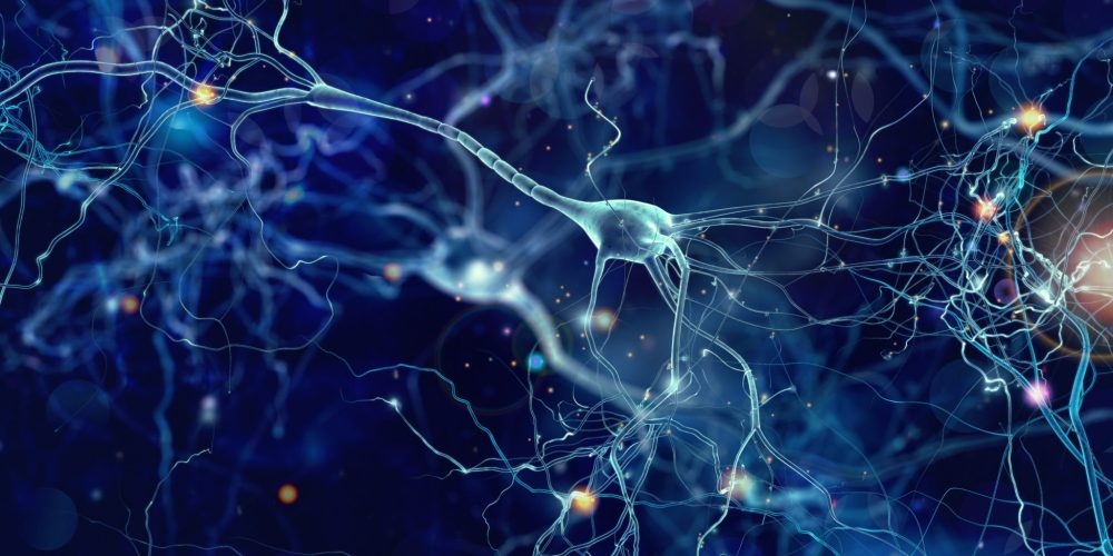 Ученые: нервные клетки все-таки восстанавливаются