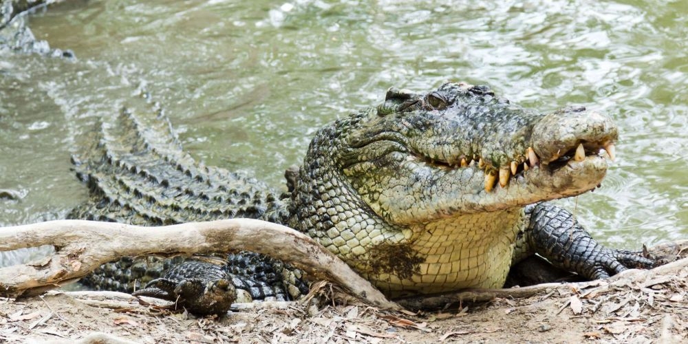 Соседи с бамбуковым шестом спасли индианку от крокодила