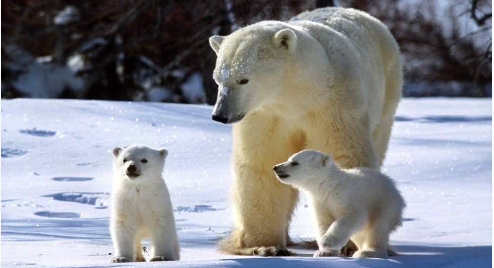 Около 20 белых медведей с детенышами «окружили» село на Чукотке