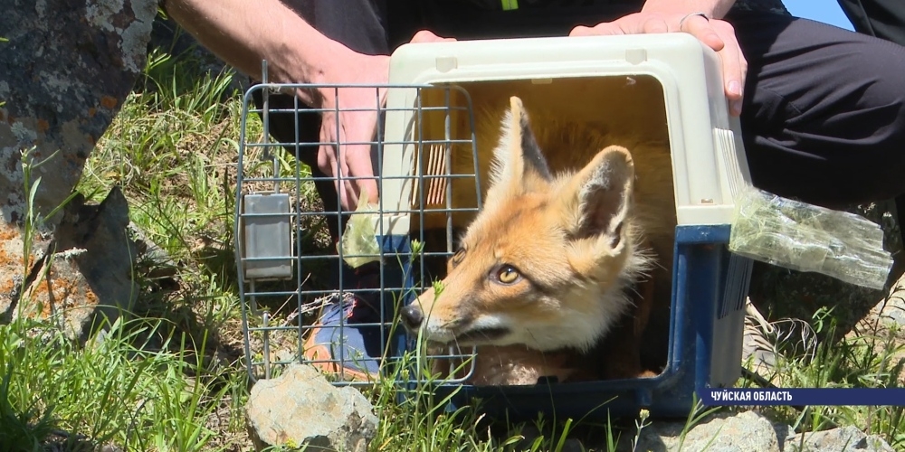 Из клетки на свободу: лисы и шакал выпущены в природу после реабилитации