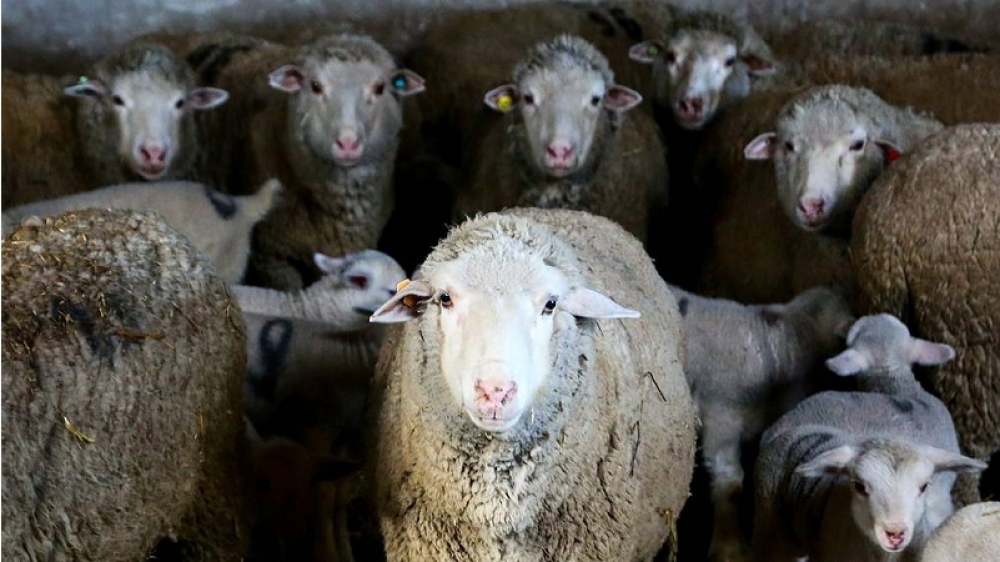 Во Франции в школу «зачислили» 15 баранов и овец