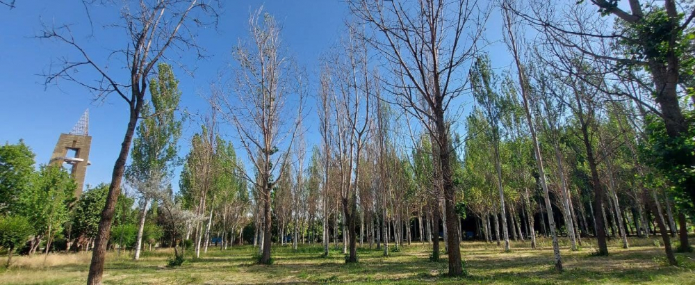 В парке Победы массово сохнут деревья. Куда смотрит мэрия Бишкека?
