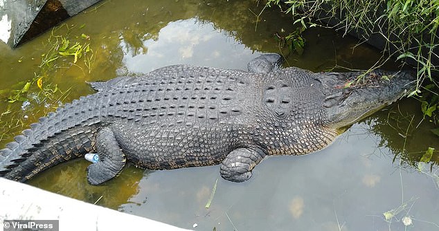 В Индонезии женщину-биолога заживо съел крокодил (видео)