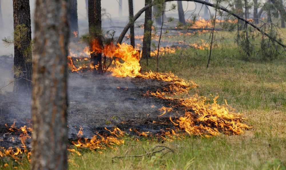 В Бишкеке горел Ботанический сад, пожар потушен
