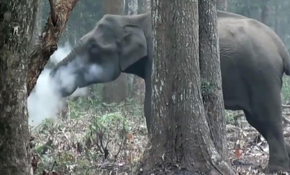 Видео с «курящей» слонихой попало в сеть