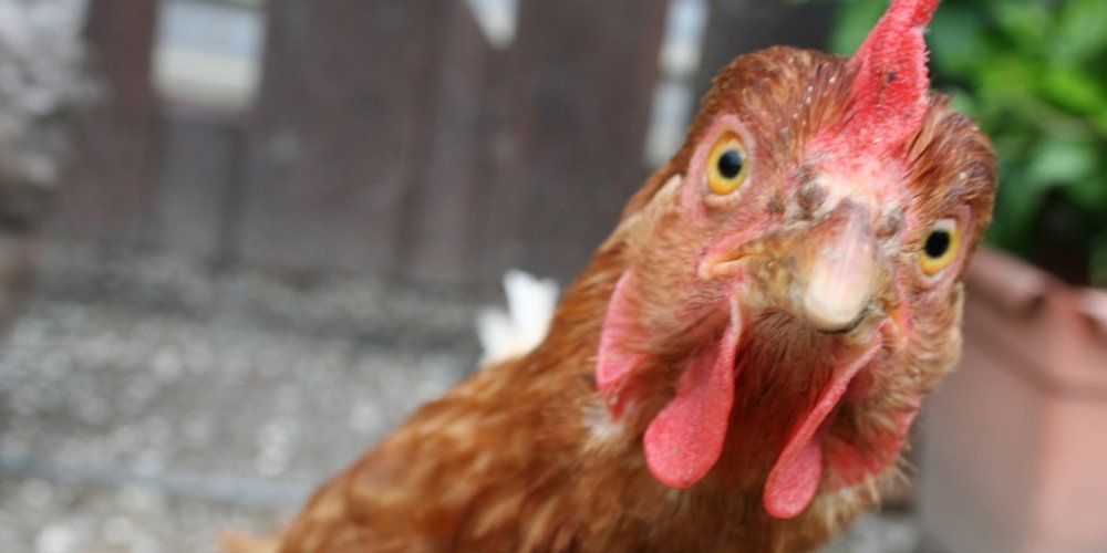 Казахстан считает неправомерными ограничения Кыргызстана на ввоз мяса птицы