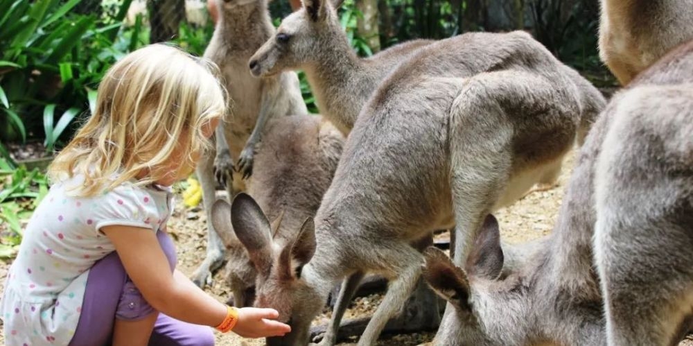 Австралия бийлиги туристтерди кенгуруларга тамак бербөөгө чакырат