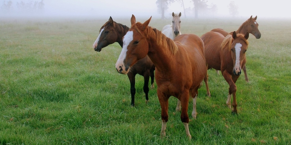 Пропавший в Кыргызстане табун лошадей нашли в Казахстане