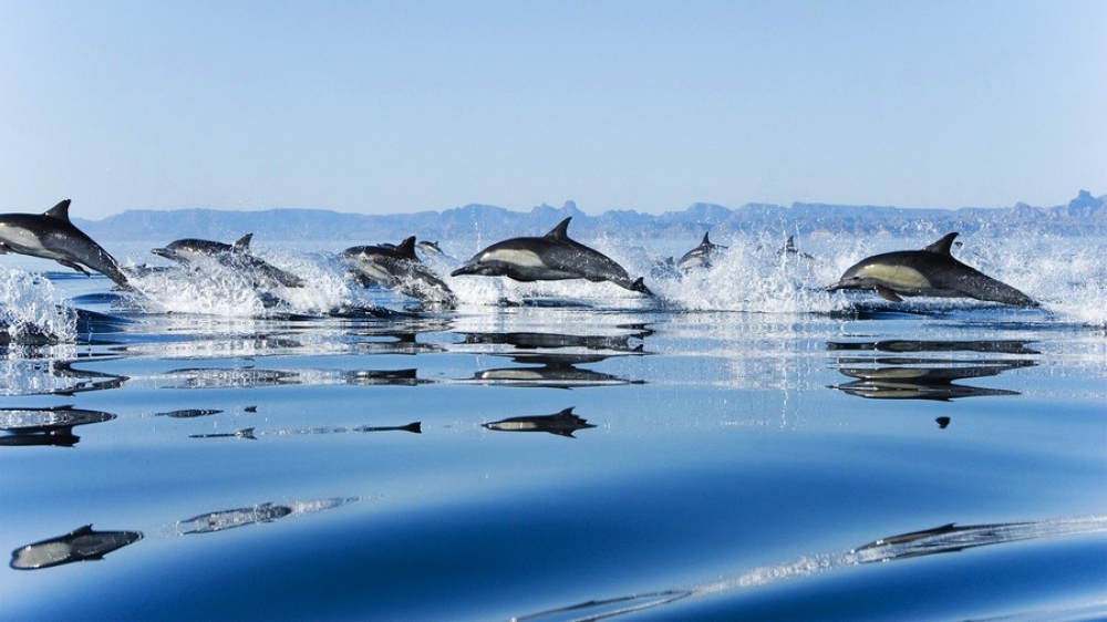 АКШда миңден ашык дельфин киттерди коштоп сүзүштү