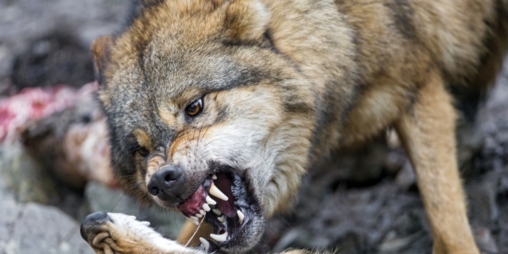 В селе Кара-Жыгач волки напали на местных жителей, четверо сельчан госпитализированы