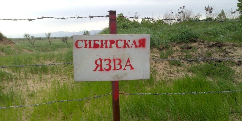 В Ошской области с подозрением на сибирскую язву госпитализированы 12 человек