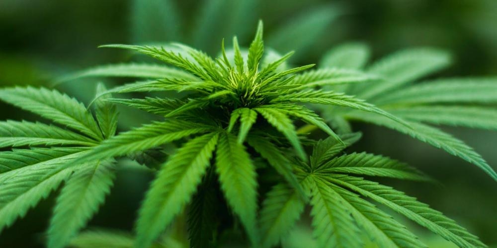 в кыргызстане легализуют марихуану