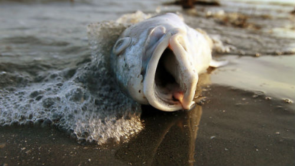 Опять дохлая рыба! В гипермаркете Globus нарушают права потребителя (видео)