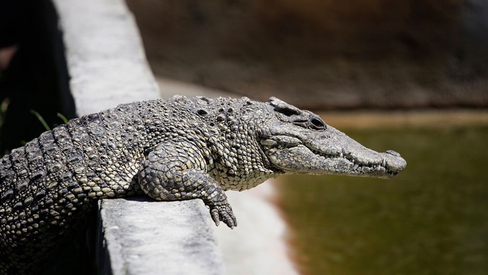 Кыргызстандык жаран өкүл баласынын туулган күнүнө крокодил белек кылды