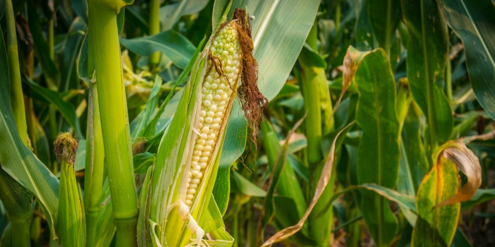 Начальник ККП каскада Токтогульских ГЭС заставил сотрудников убирать кукурузу на своем огороде