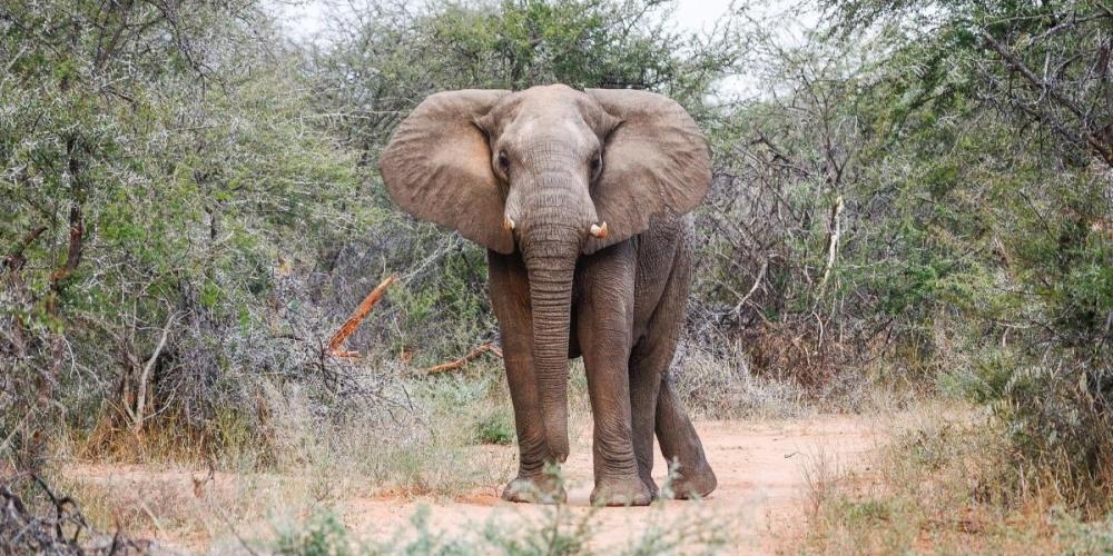 Жуткие кадры: в Африке массово гибнут слоны (видео)