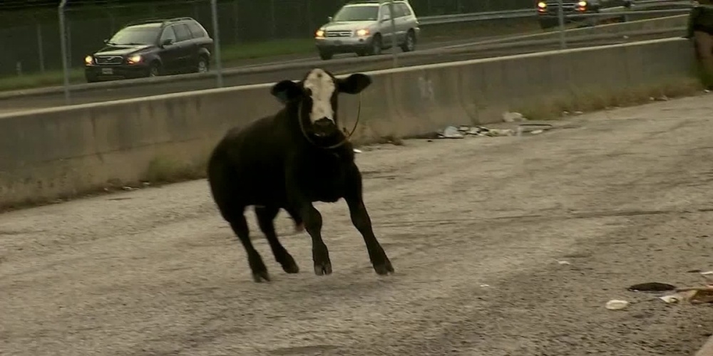 На одной из автомагистралей США движение парализовали коровы