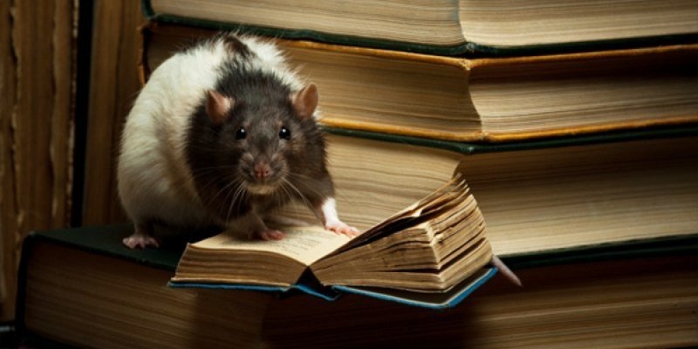 Крысы уничтожили в библиотеке Штутгарта около 7,8 тысячи редких книг