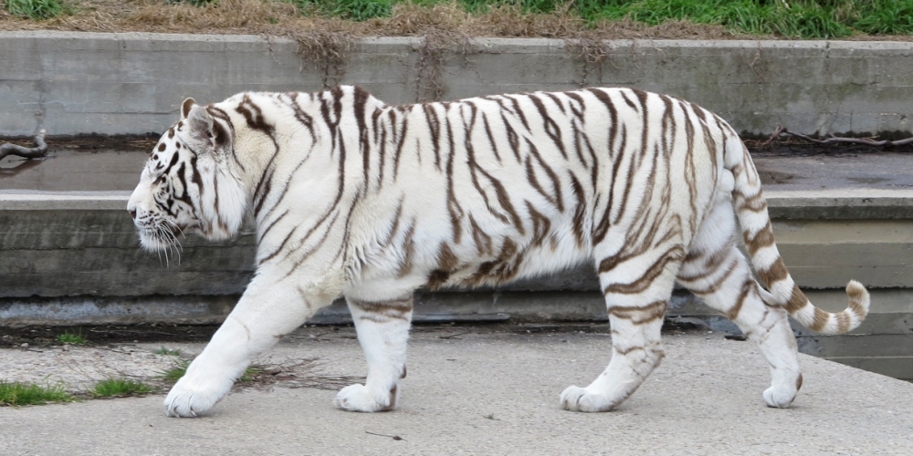 В Японии редкий белый тигр убил сотрудника зоопарка