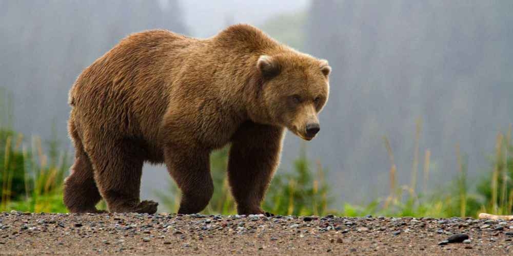 В Иркутске полицейские убили медведя, который держал в страхе местных жителей