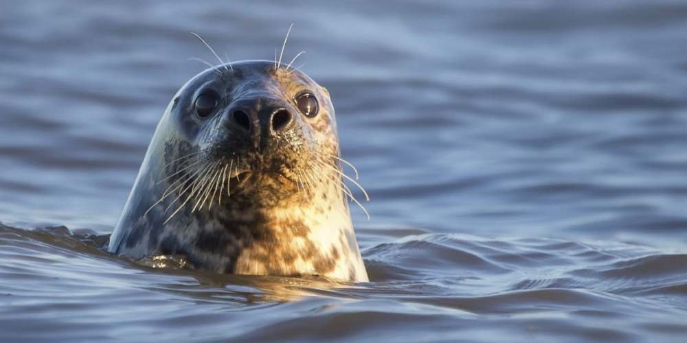 Морской курьез: тюлень избил каякера осьминогом