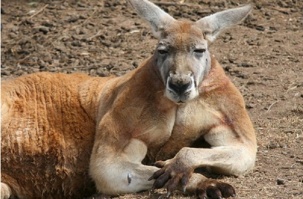 В Австралии самец кенгуру жестоко избил семейную пару