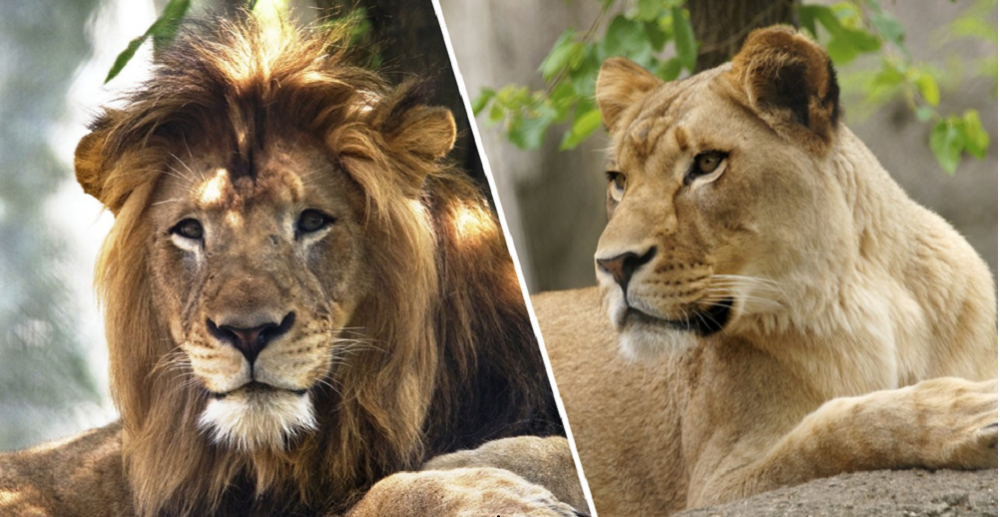 В зоопарке США львица убила отца своих детенышей, с которым прожила восемь лет