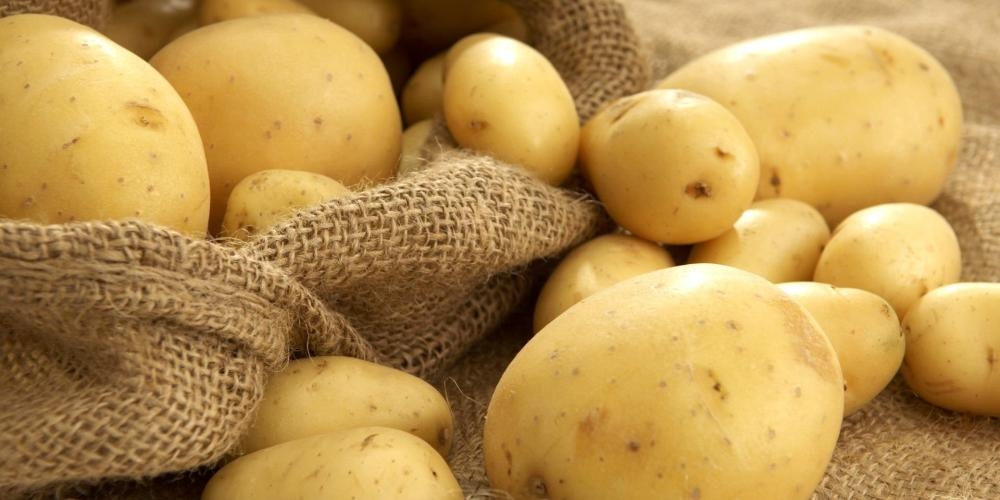 Фермеры недовольны правительством: закупочная цена на картофель упала до 3 сомов