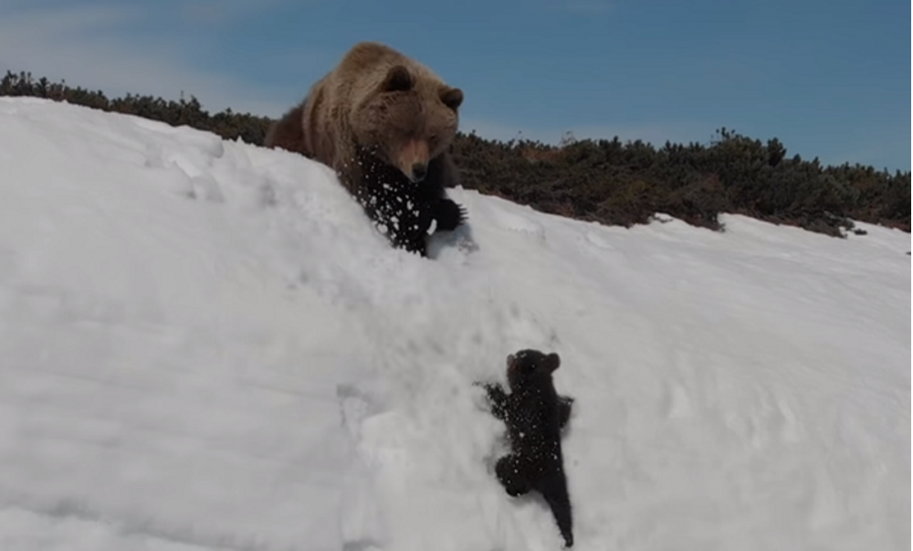 Назойливый дрон напугал и едва не погубил медвежонка (видео)