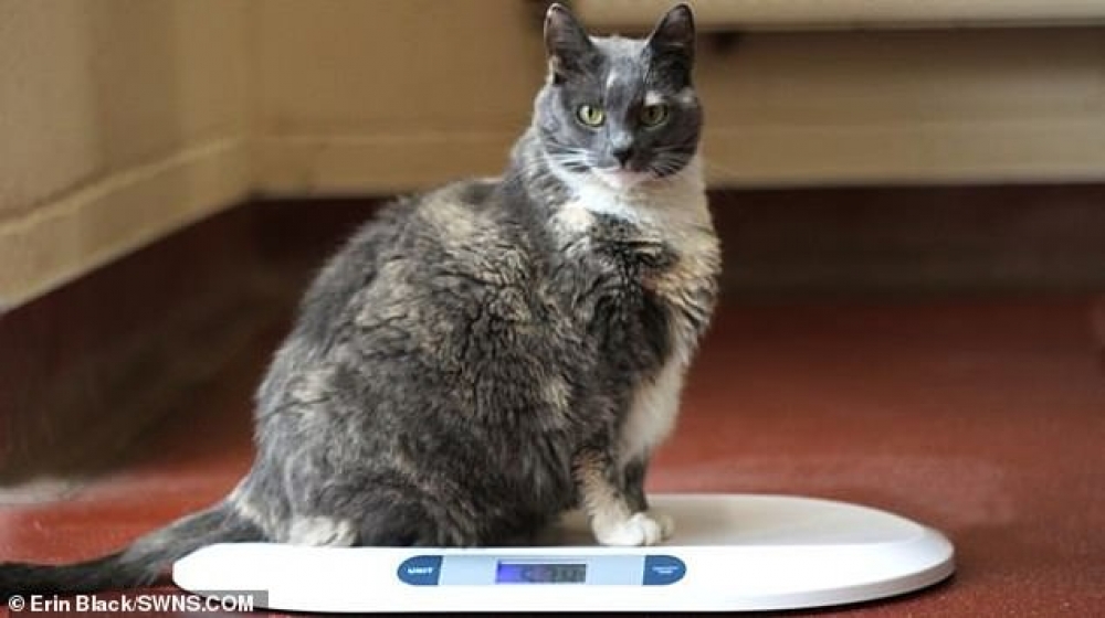 Самая толстая кошка Великобритании снова ищет дом