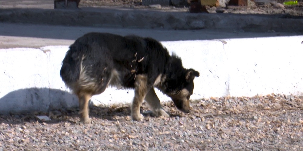 Спецрепортаж: откуда кафе Бишкека берут мясо собак?