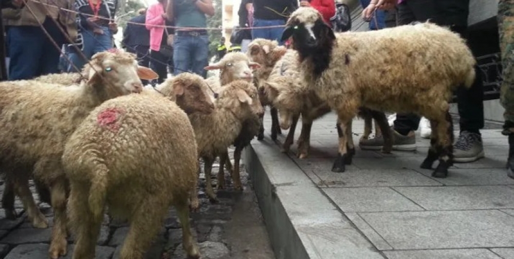 Митингующие пригнали к парламенту стадо овец (видео)