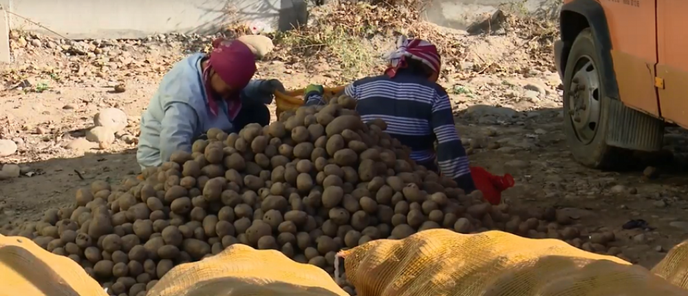 Жизнь научила: Иссык-Куль и Нарын собрали на 14% меньше картофеля