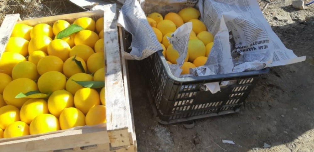 Контрабанду лимонов на 1,1 миллиона сомов задержали в Баткене (фото)