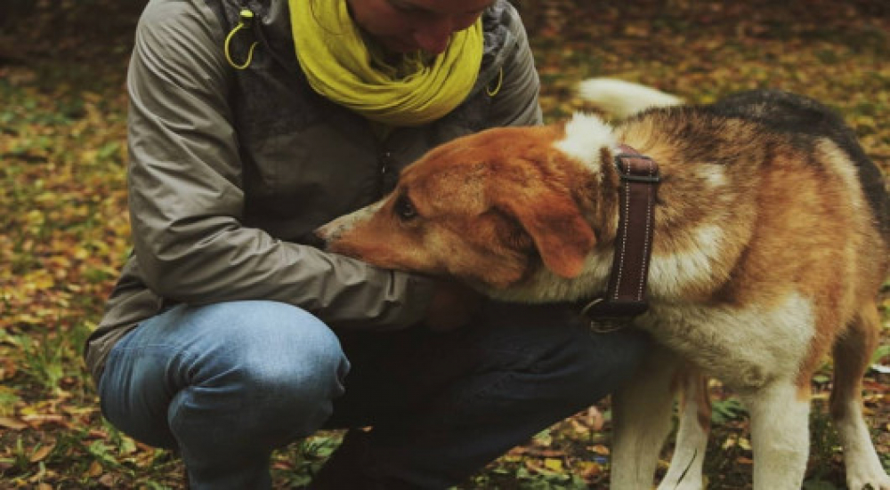 Удивительная история: бездомный пес из Кыргызстана путешествует по миру (фото)