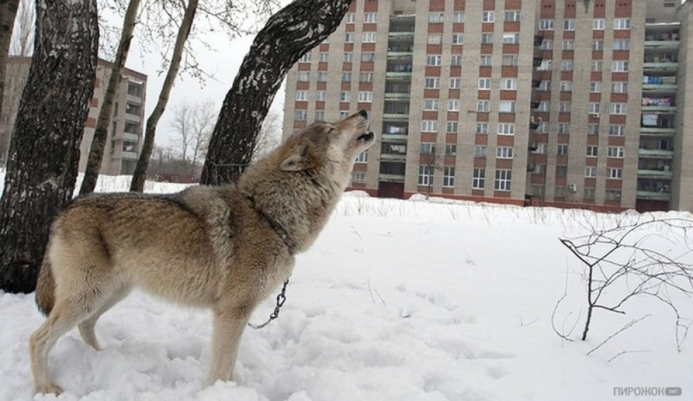 Волчонок, которого нашли в Бишкеке, оказался 8-месячной самкой