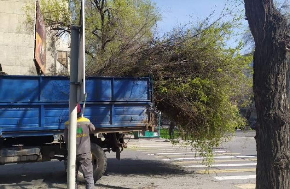 Гражданский журналист: На улице Турусбекова обрезают живые деревья