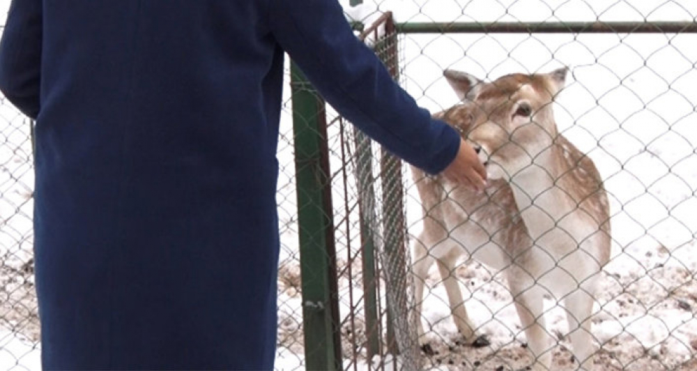 Салтанат Сеитова: Помощь ГАООСиЛХ Каракольскому зоопарку - дешевый «пиар на дохлятине»