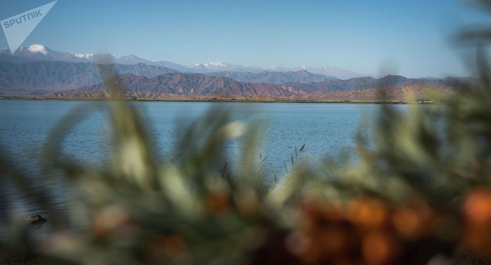 «Так цветет облепиха»: Госэкотехинспекция о природе «горчичных» пятен на озере Иссык-Куль