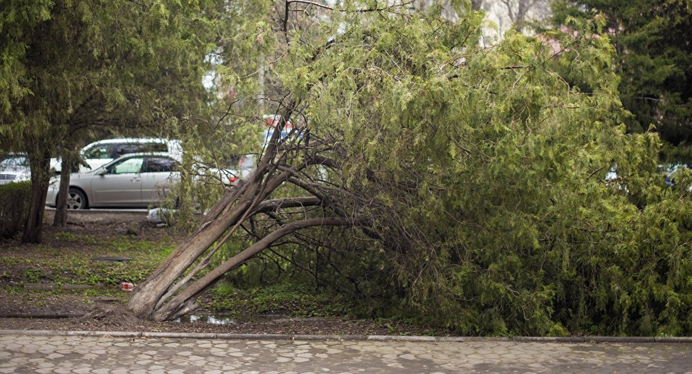 Осторожно! В Бишкеке и Чуйской области ожидается сильный ветер