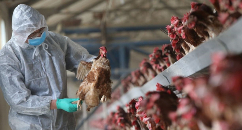 В нескольких областях Казахстана зарегистрированы случаи птичьего гриппа