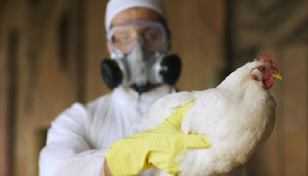 Случаи птичьего гриппа зарегистрированы и в области Казахстана, граничащей с Кыргызстаном