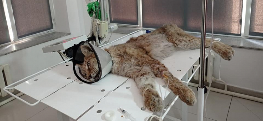 В зоопарке Каракола самец туркестанской рыси заболел двусторонней пневмонией