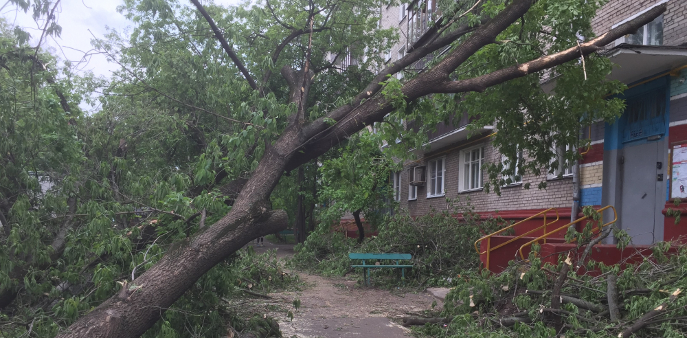 Из-за сильного ветра в Бишкеке пострадали трое человек
