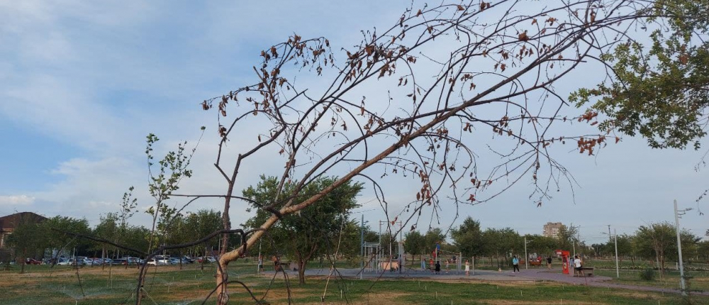Последствия засухи. Парк «Ынтымак» – выжженый газон и мертвые саженцы деревьев