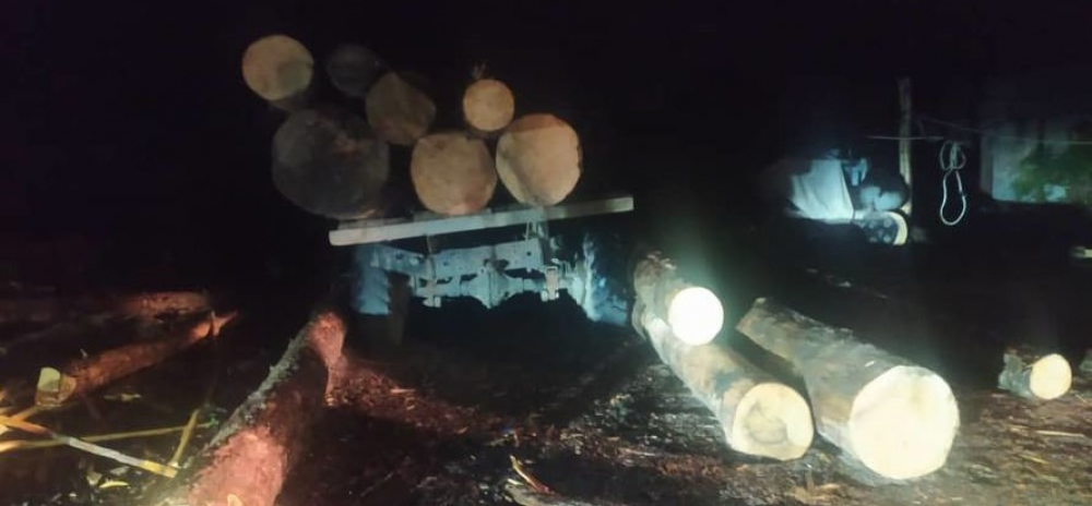 В урочище Кырчын незаконно вырубили около 15 кубометров тянь-шаньской ели