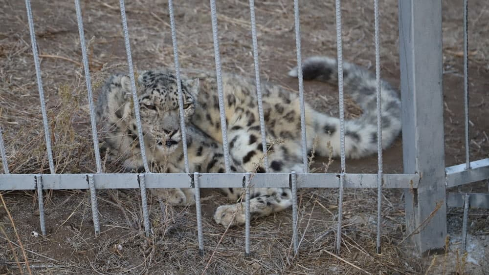 Близ Бишкека появился реабилитационный центр для диких животных