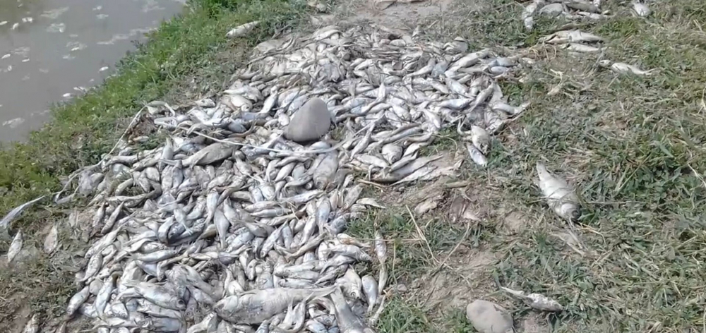 Стала известна причина гибели рыб в хозяйствах в Токмаке