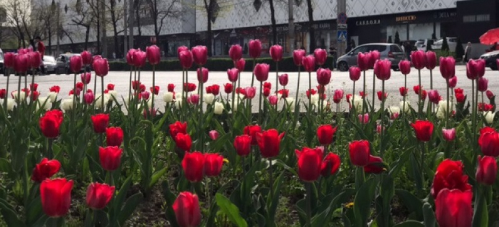 Бишкеке на клумбах центральных улиц зацвели тюльпаны